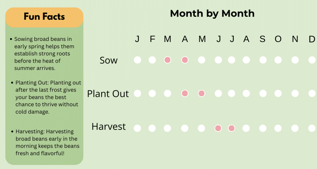5 Essential Tips for Harvesting Broad Beans at the Right Time