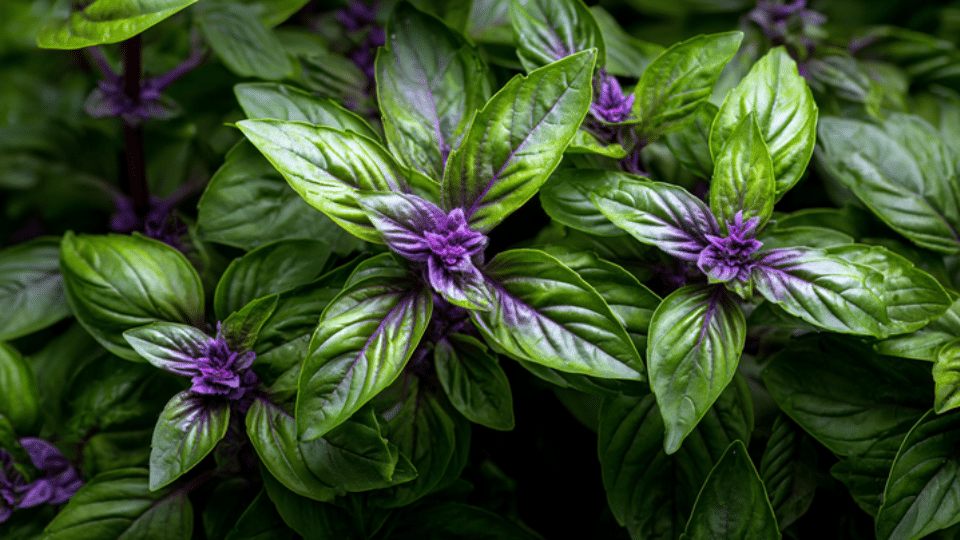 Basil Bonanza