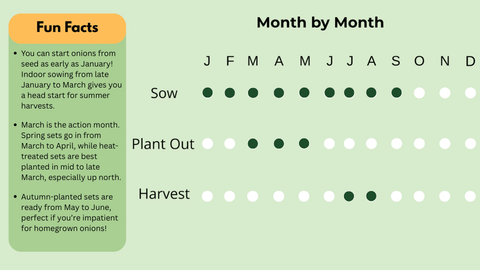 Best Time to Grow Onions UK