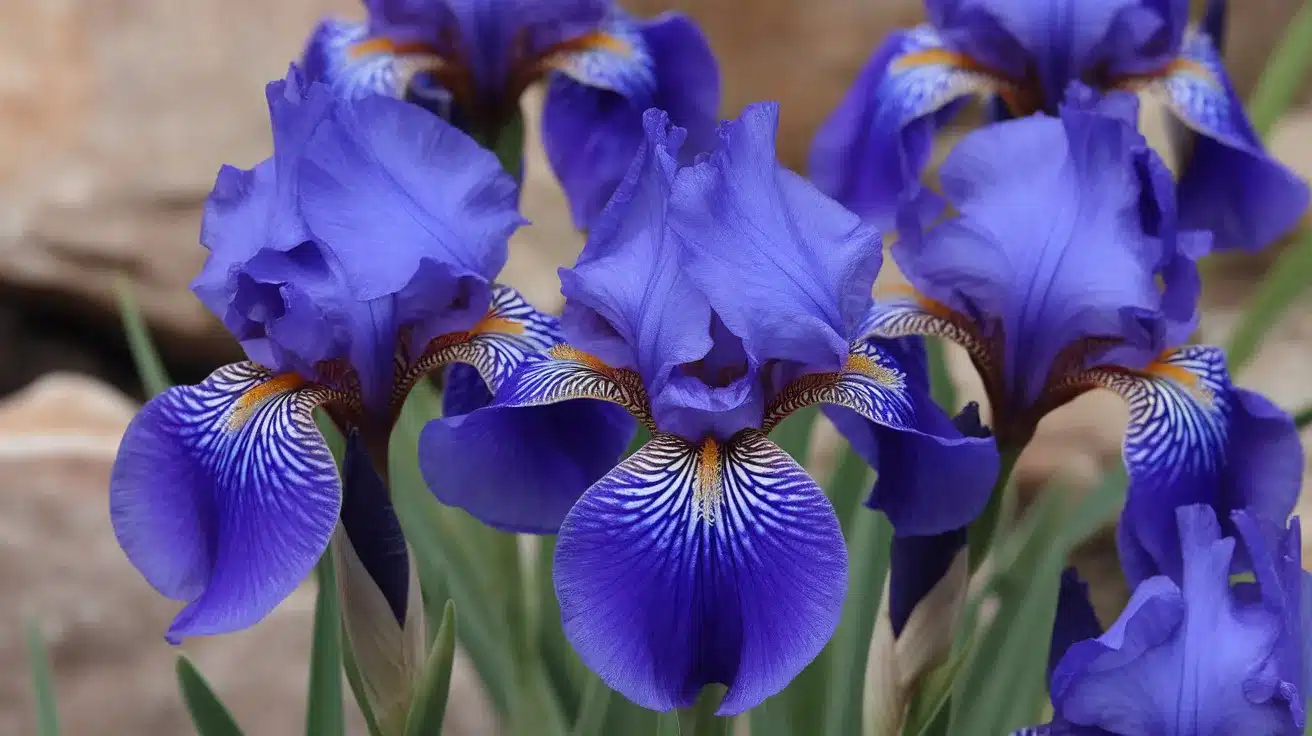Reticulate Iris