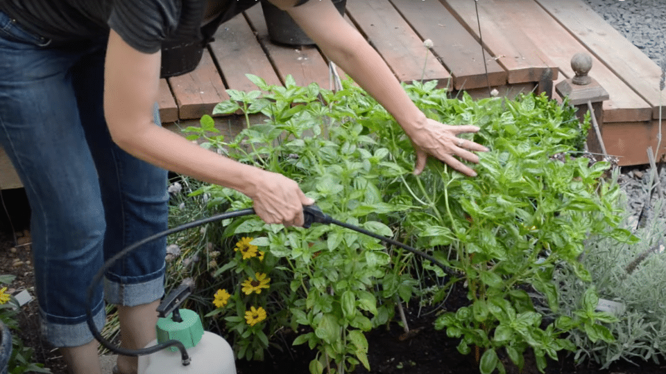 Step 5- Apply to Plants