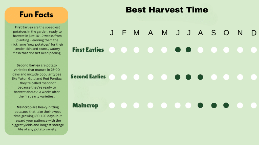 Types of Potatoes and Their Harvest Times