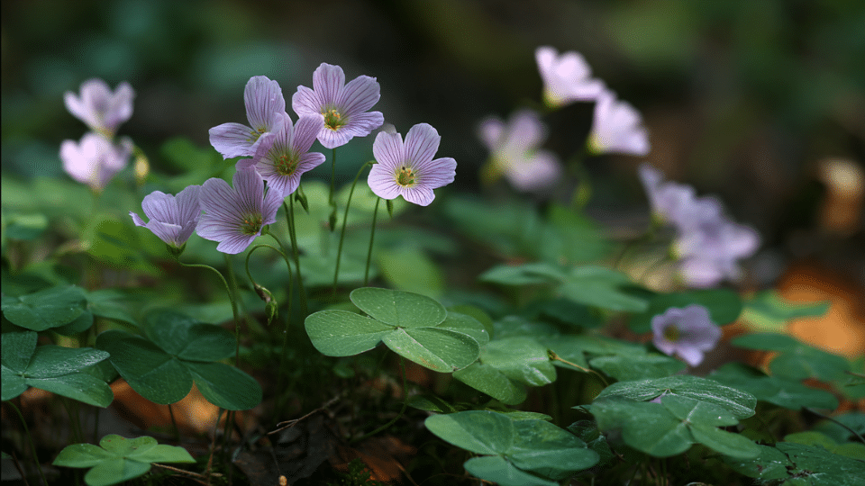 Violet Wood Sorrel