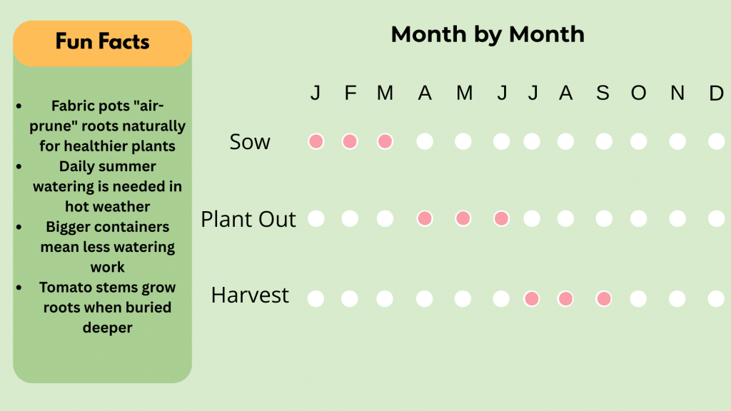 When Can You Plant Tomatoes?