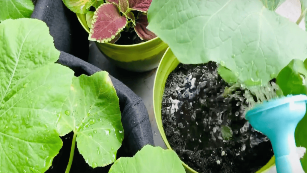 Fertilize-and-Maintain-Regular-Care