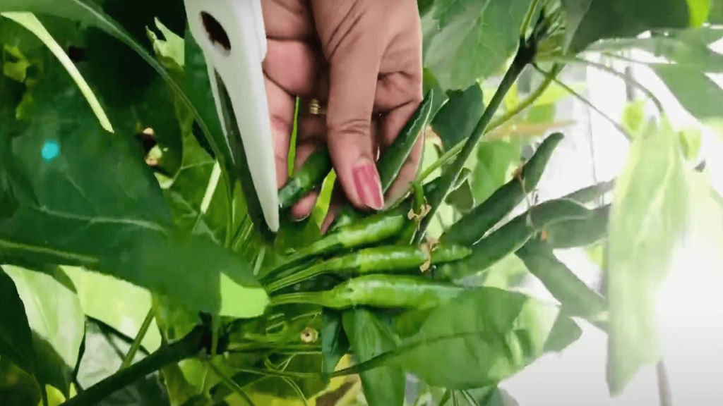 Harvest-Your-Chillies
