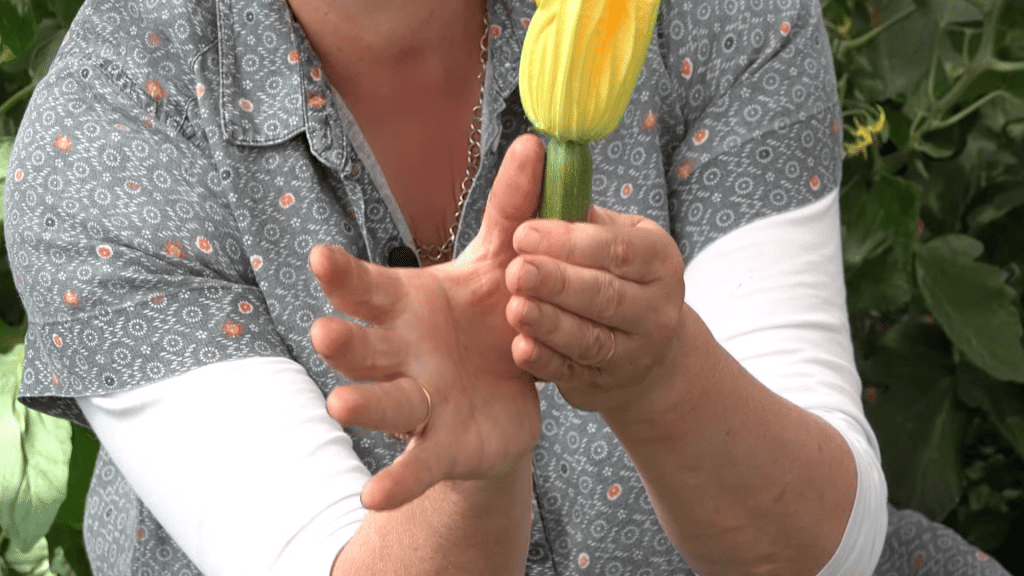 Harvest-at-the-Right-Size