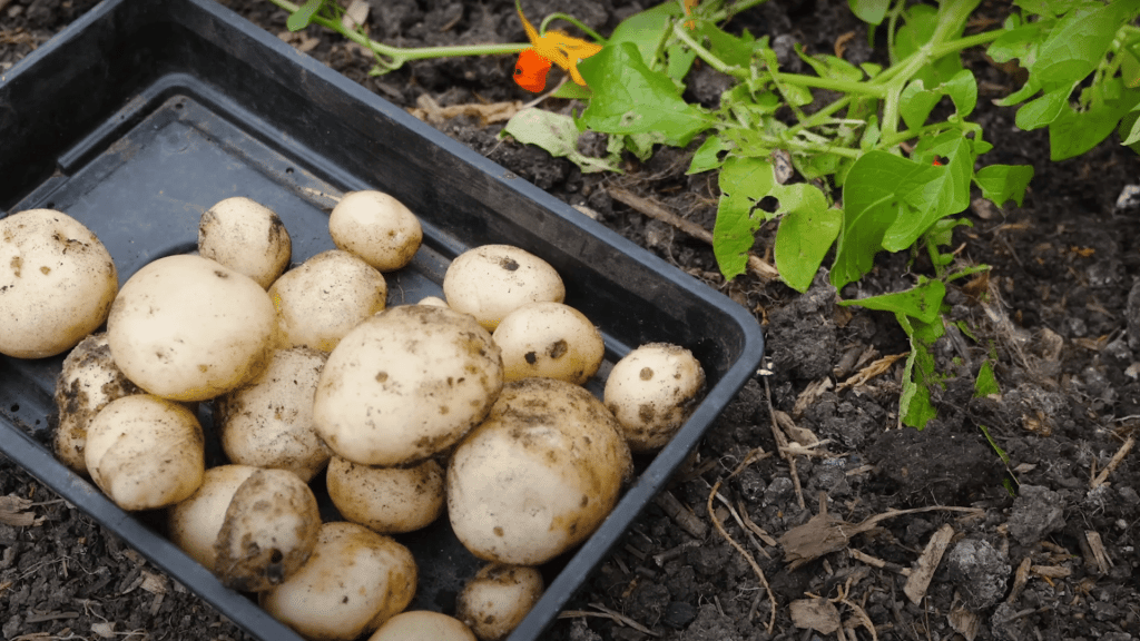 Harvesting-Potatoes