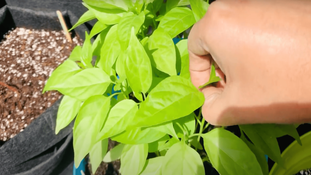 Pinch-for-Bushier-Growth