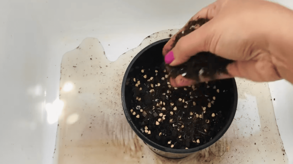 Plant-Seeds-and-Wait-for-Growth