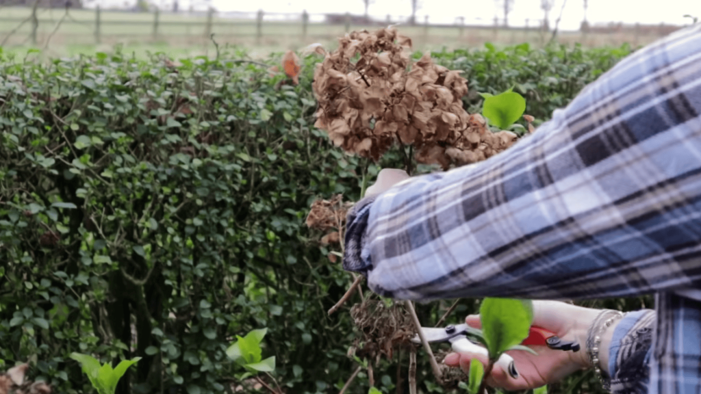Remove-Old-Flower-Heads