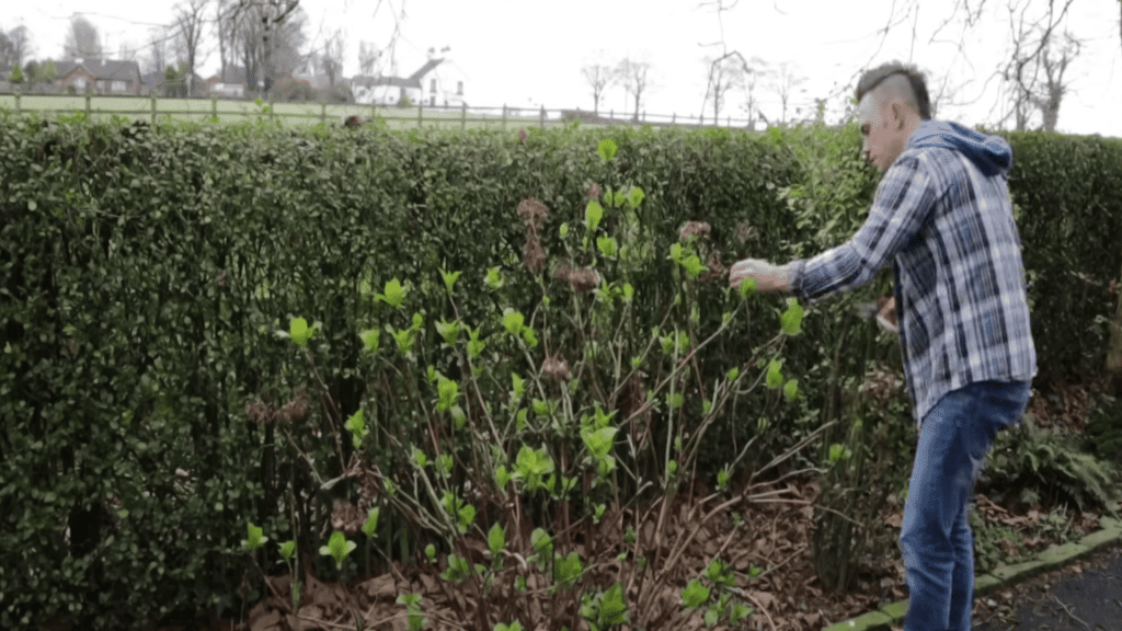 Thin-Out-Older-Stems