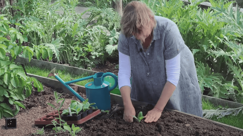 Transplant-Seedlings