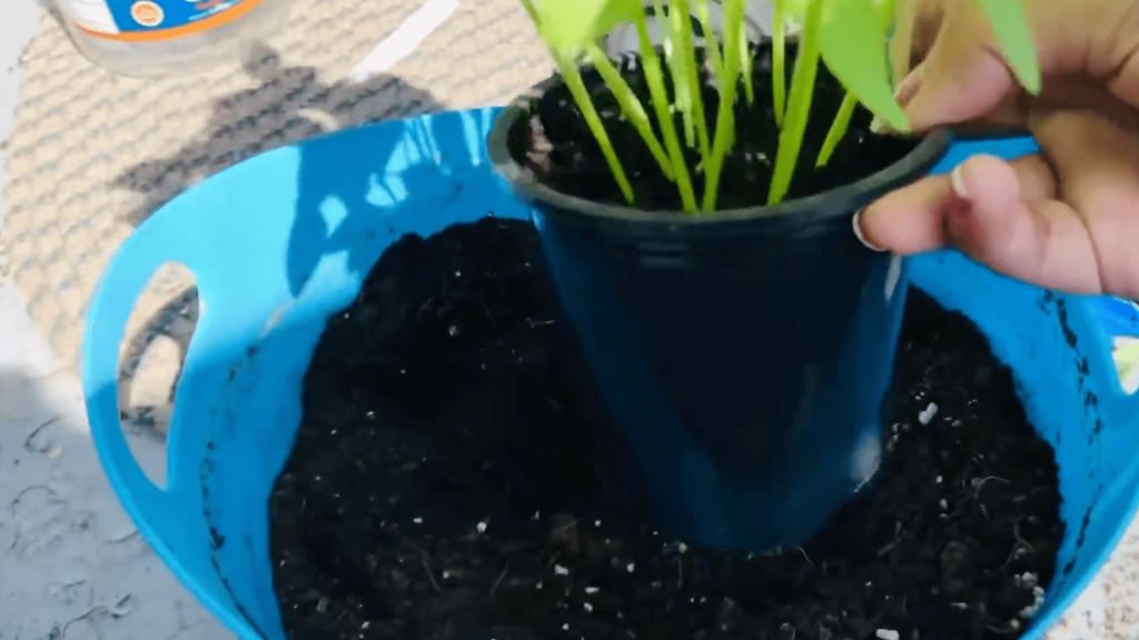 Transplant-to-Larger-Containers