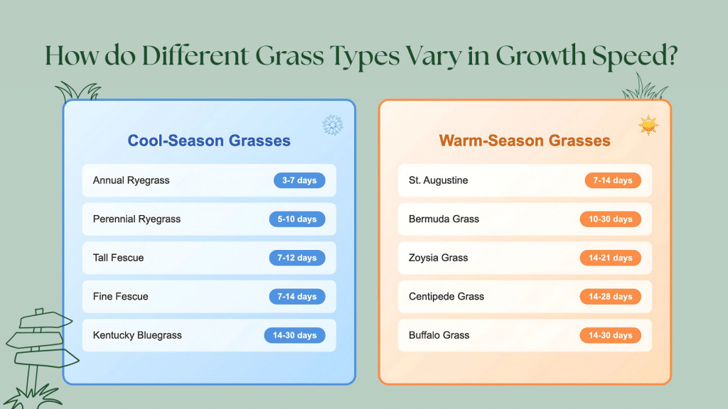 diffrent-types-grass