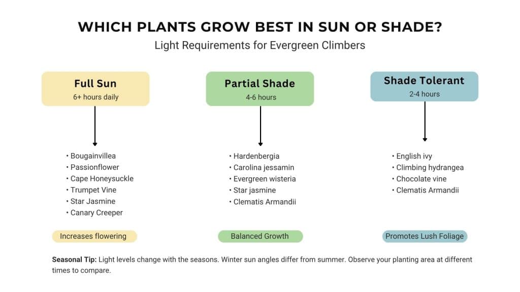 do-plants-grow-better-in-sunlight-or-shade