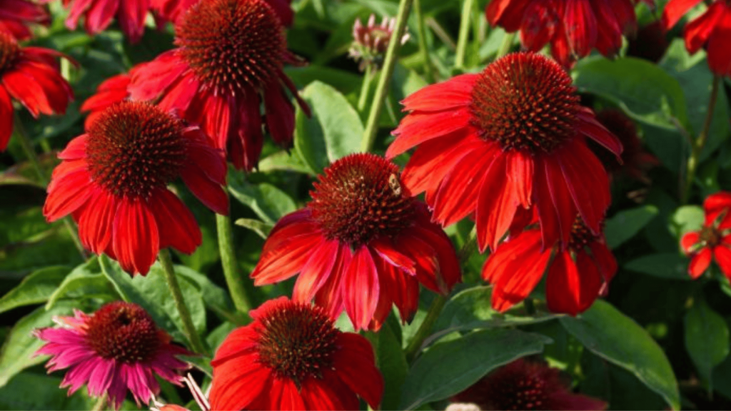 Coneflowers Echinacea