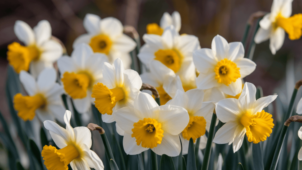 Daffodils