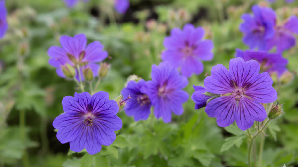 Geraniums Hardy Cranesbill