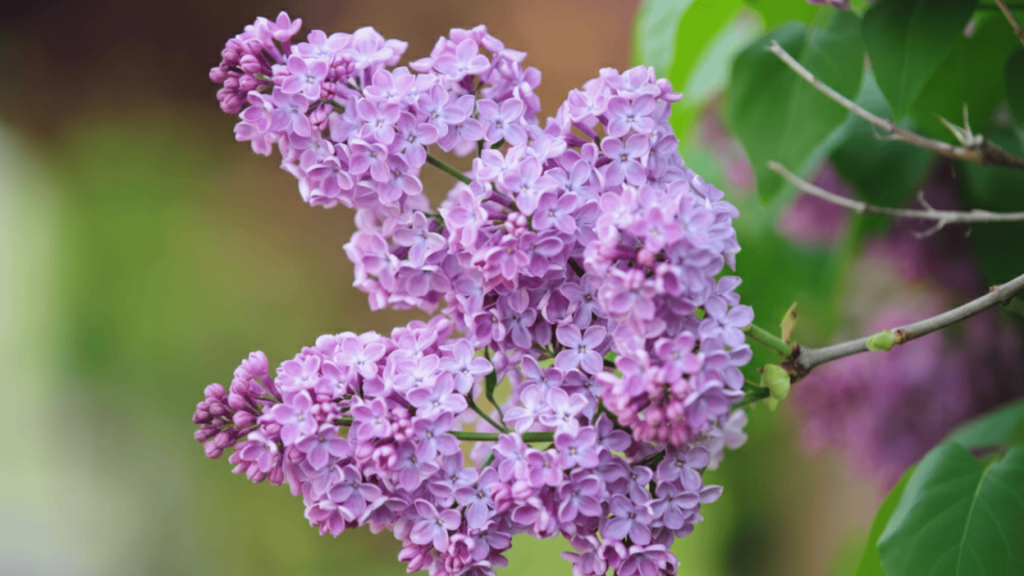 Lilacs