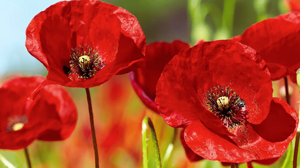 Poppies