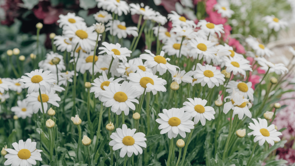 Shasta Daisies
