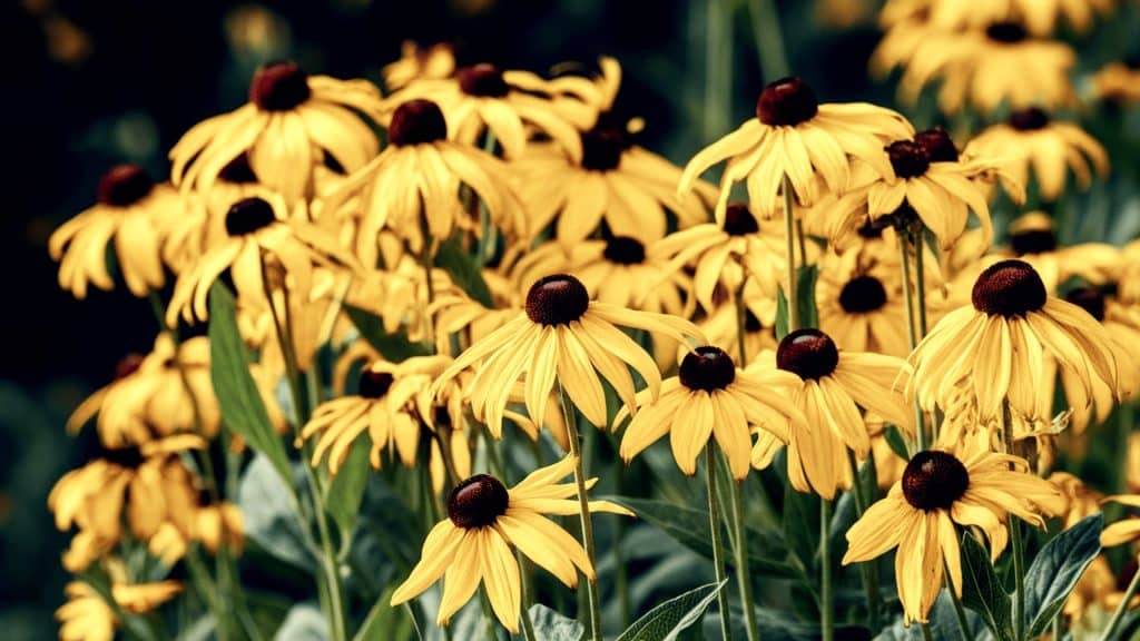 black eyed susans